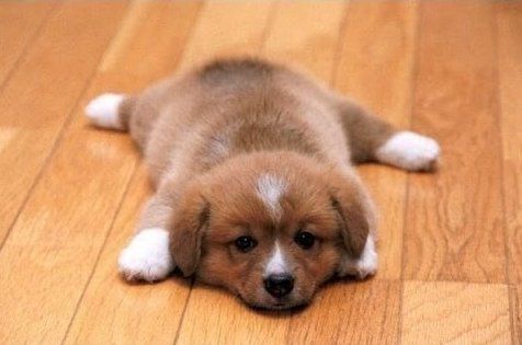 hardwood floor and pets