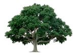 Tree Service - Ixta Tree Experts - Orem UT Tree Service - Ixta Tree Experts - Orem UT