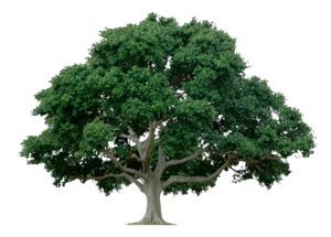 Tree Service - Ixta Tree Experts - Orem UT Tree Service - Ixta Tree Experts - Orem UT