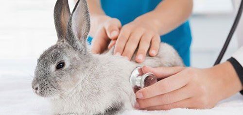 Vet Examining a Bunny with Its Owner — Pet Clinic in Tinley Park, IL Vet Examining a Bunny with Its Owner — Pet Clinic in Tinley Park, IL