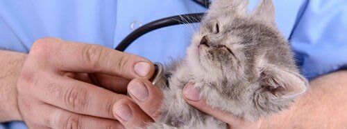 Veterinarian Inspection Kitten — Veterinarian in Tinley, IL Veterinarian Inspection Kitten — Veterinarian in Tinley, IL