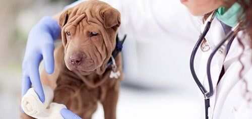 Dog Getting Bandage After Injury on His Leg — Veterinary Care in Tinley Park, IL Dog Getting Bandage After Injury on His Leg — Veterinary Care in Tinley Park, IL