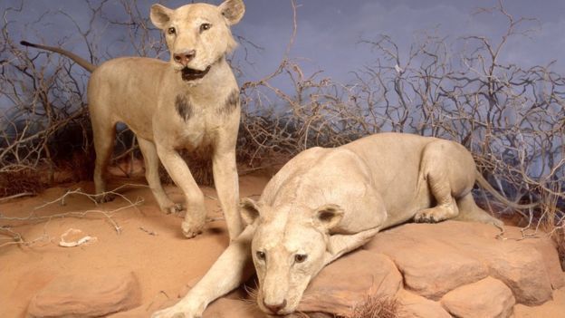 Man-eaters of Tsavo
