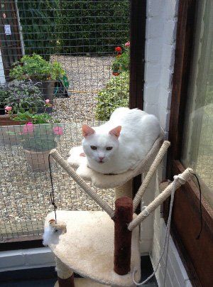 white fur cat