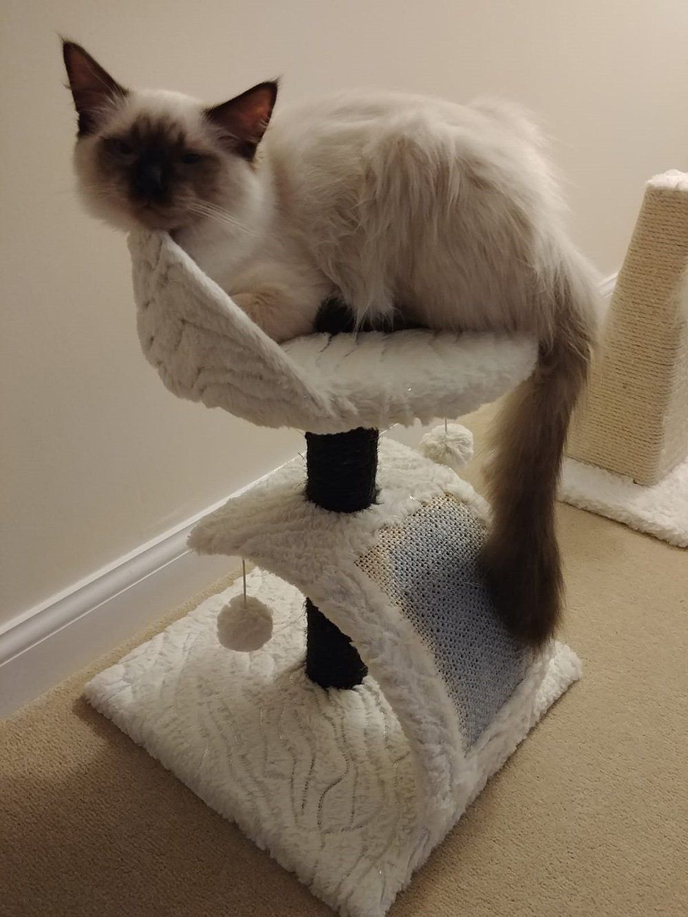 Cat relaxing