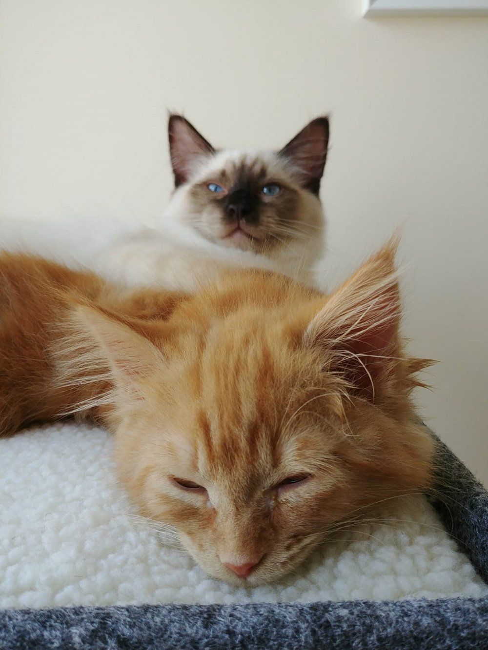 two cats relaxing