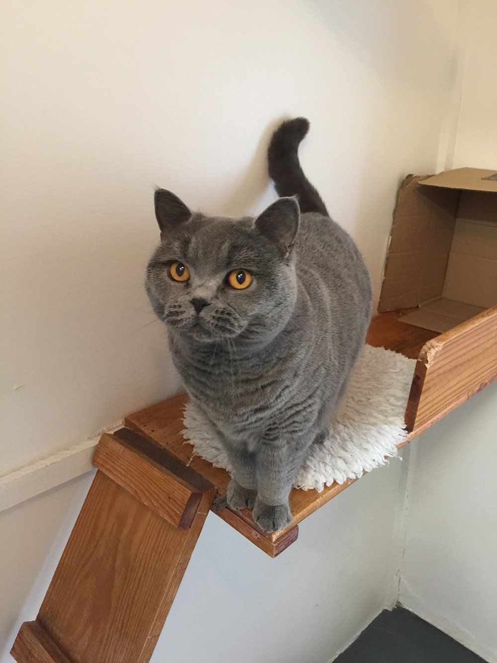 cat with grey fur