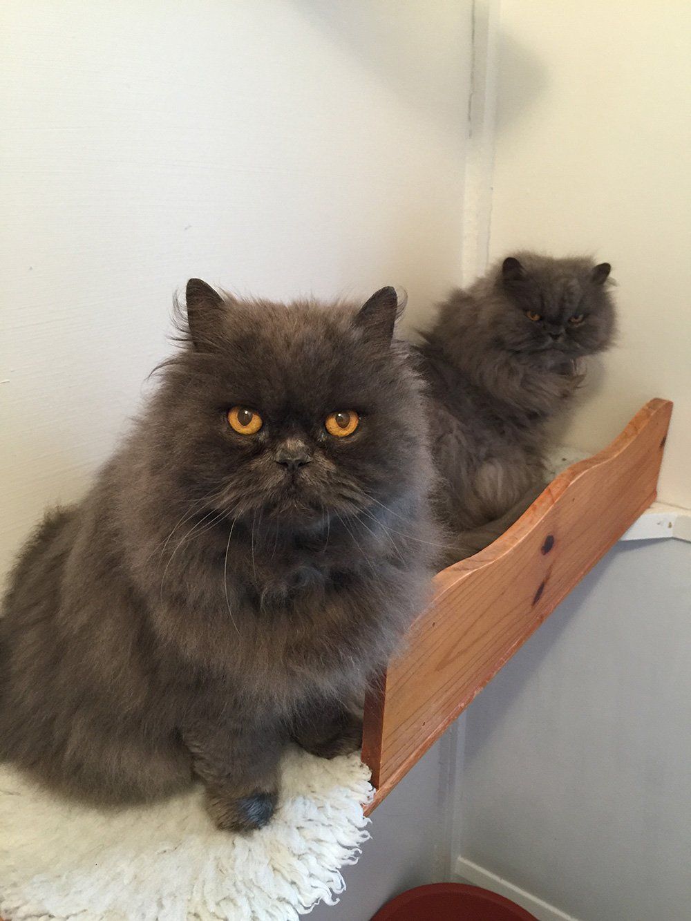two cats