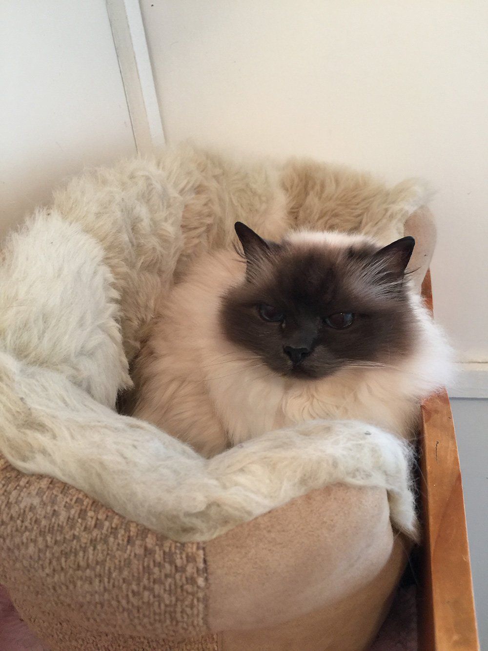 white fur cat