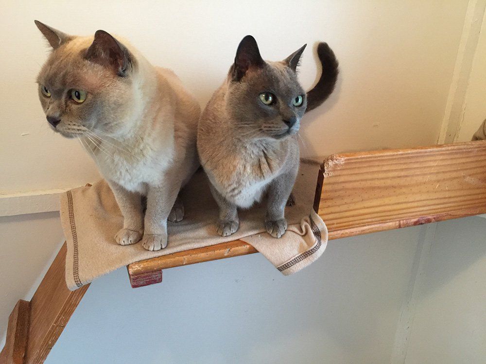 two cats