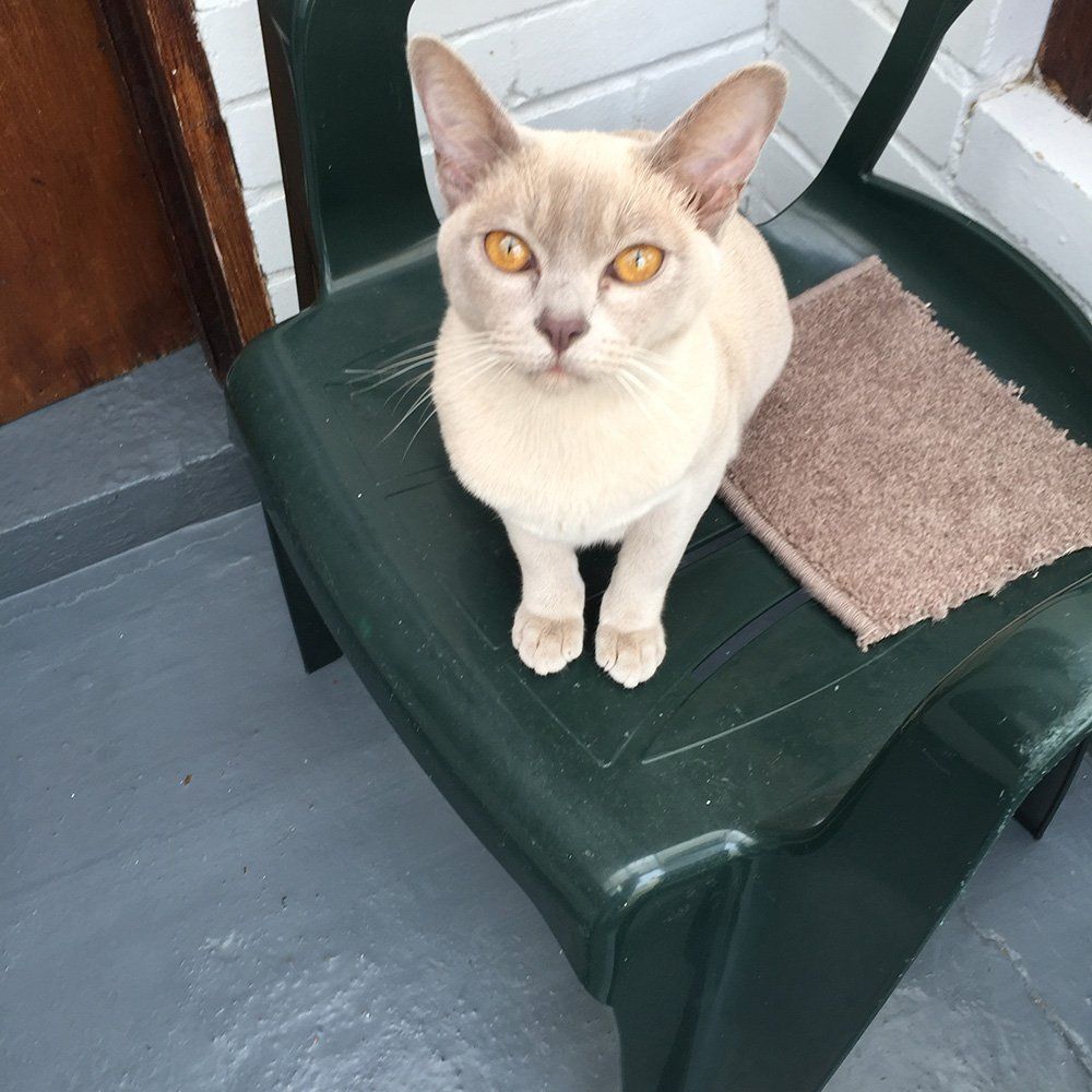 White fur cat