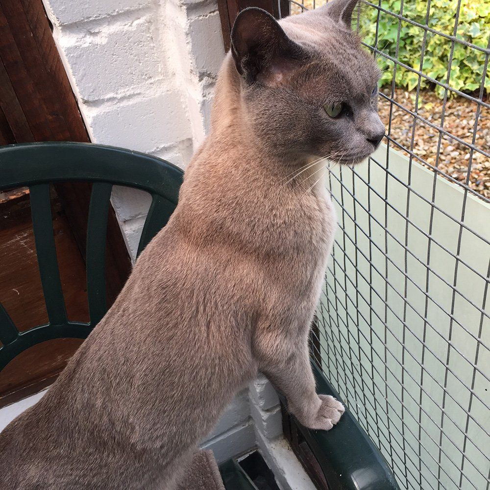 Cat on a chair