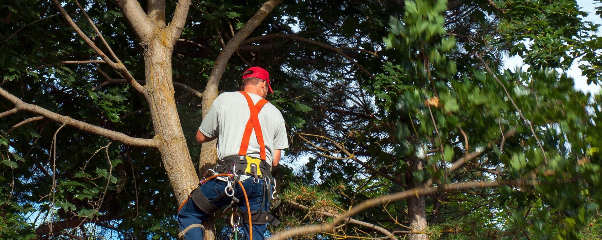 Professional cutting down a tree