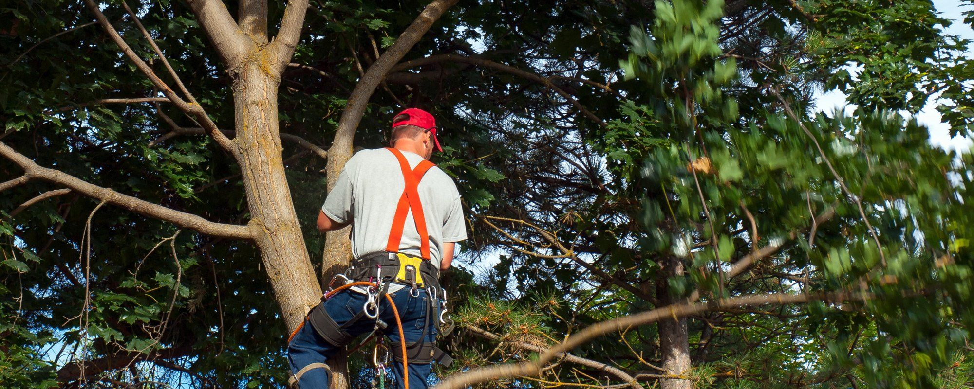 Professional cutting down a tree