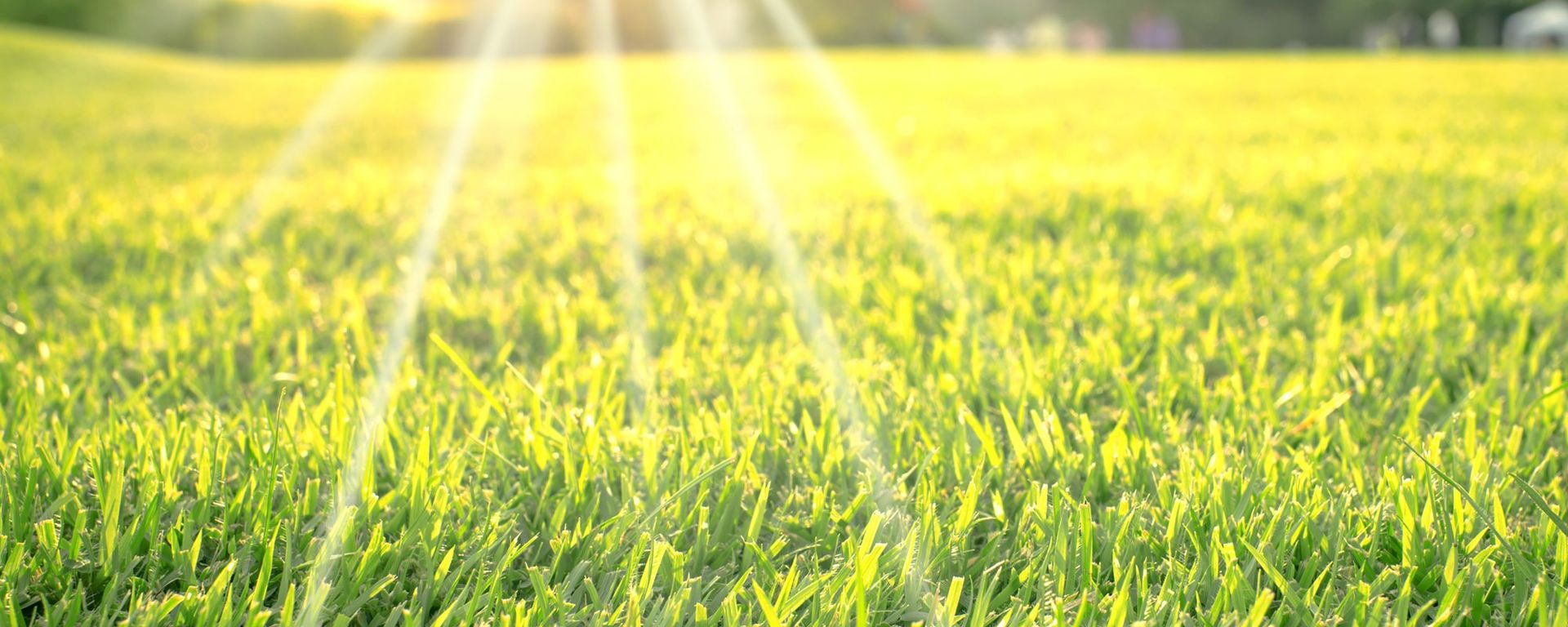 Sunrays on grass