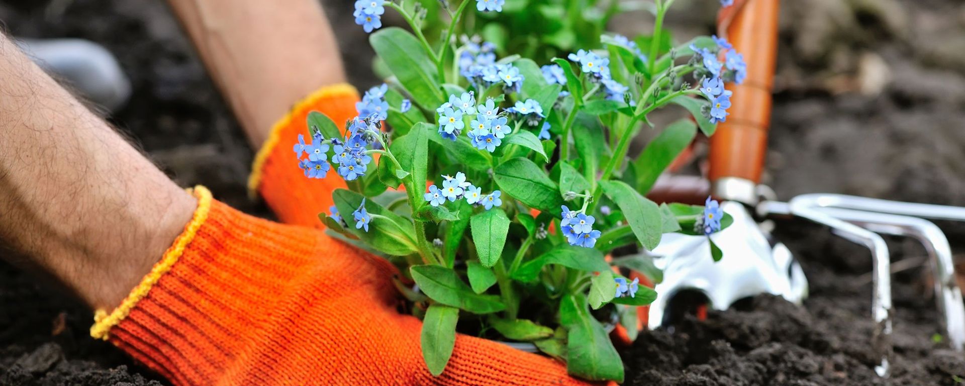 Gardeners hands planting flowers