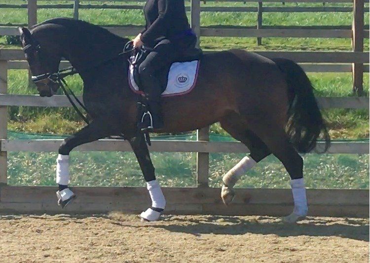 Indoor and outdoor arenas