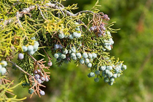 Replace Unwanted Trees With These Small California Natives