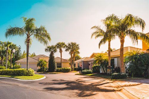 4 Diseases That Can Affect Palm Trees