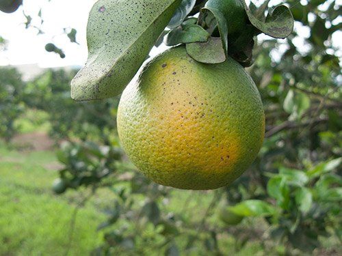 A Brief Guide to Asian Citrus Psyllid in Home Landscapes
