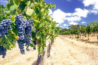 grapes