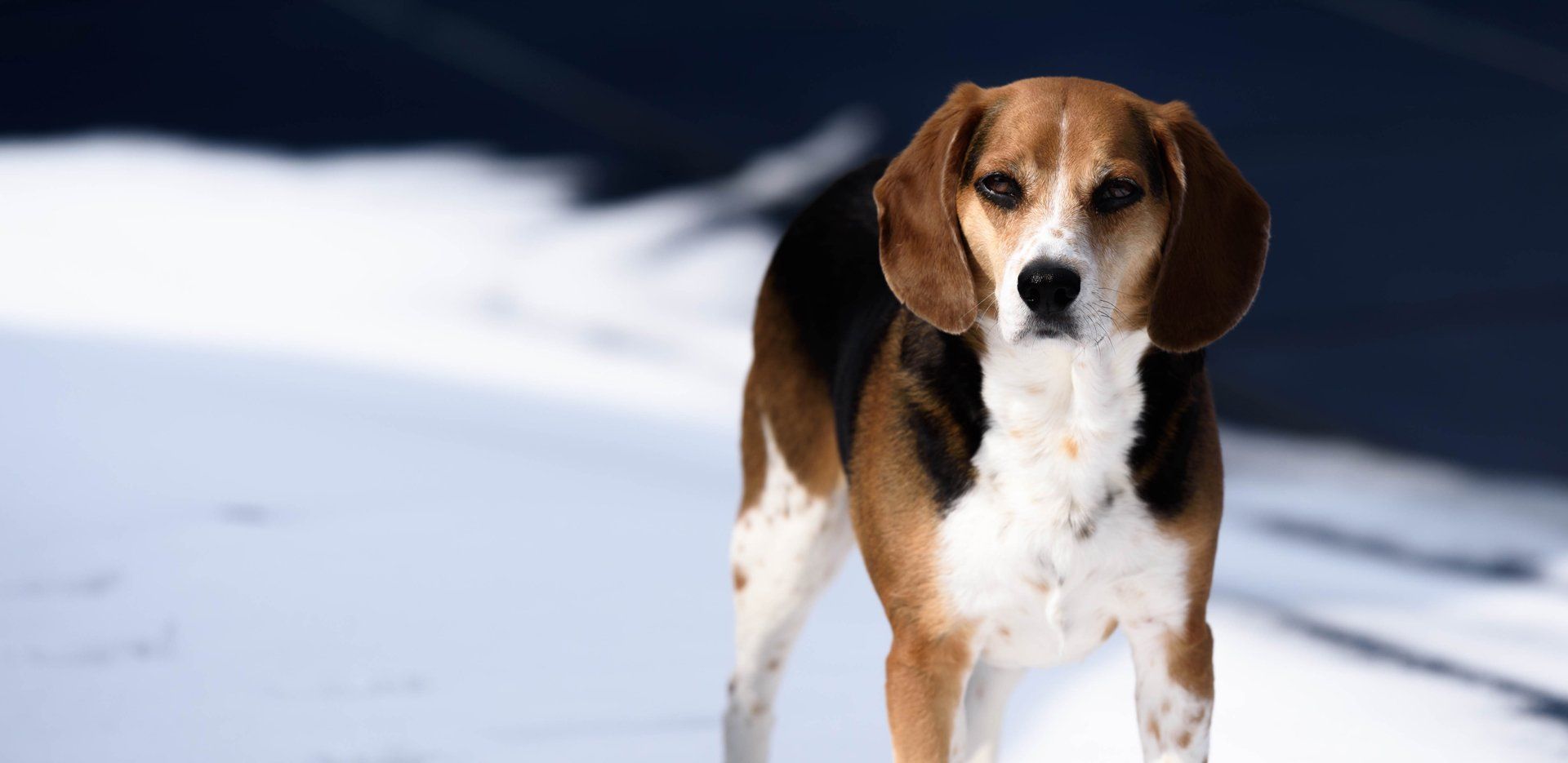 Walking Beagle — Austin, TX — Pet and Bird Clinic
