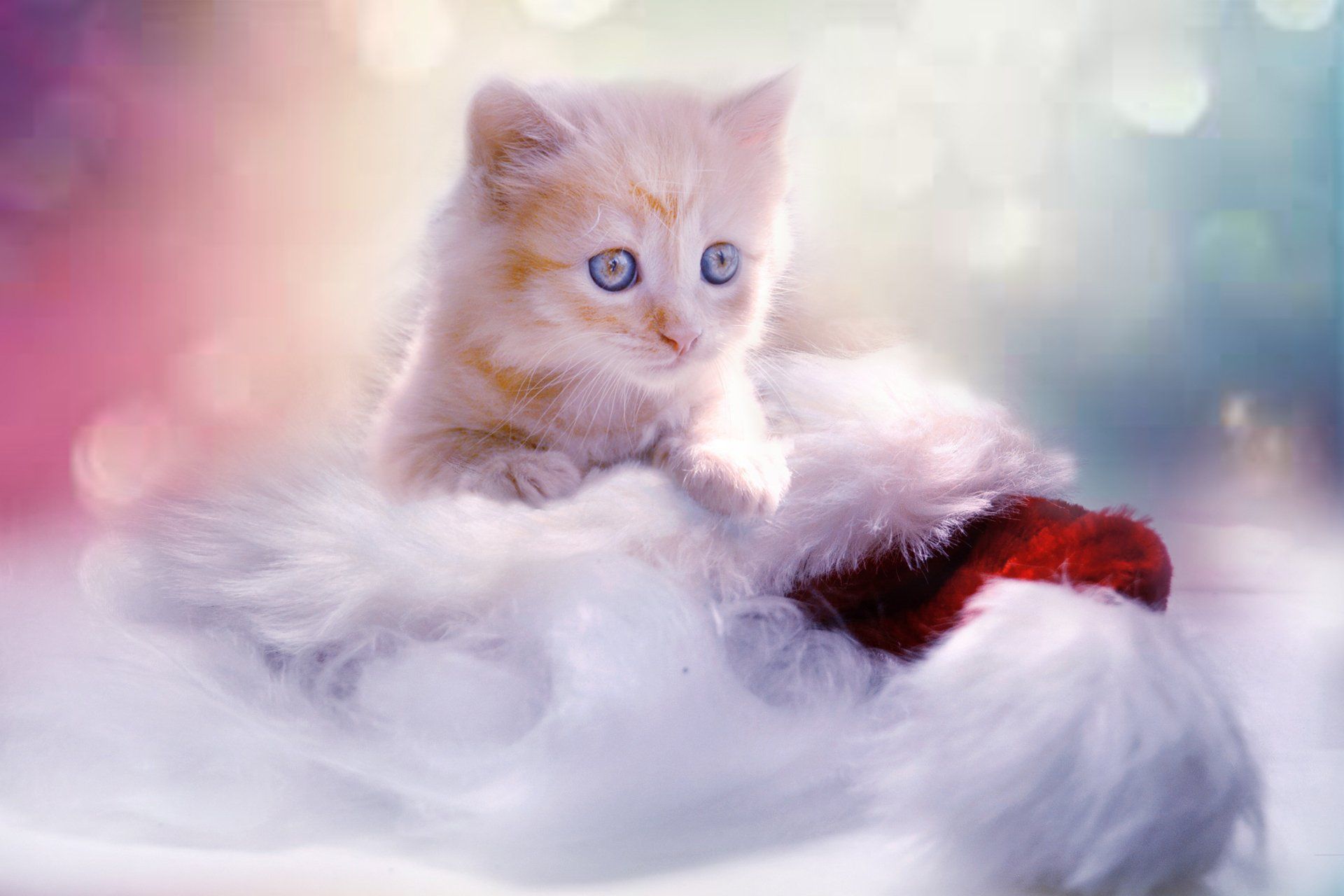Orange Kitten — Austin, TX — Pet and Bird Clinic
