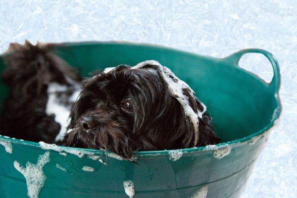 Black Dog with Soap Bubbles — Austin, TX — Pet and Bird Clinic Black Dog with Soap Bubbles — Austin, TX — Pet and Bird Clinic