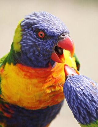 Colorful Parrot — Austin, TX — Pet and Bird Clinic Colorful Parrot — Austin, TX — Pet and Bird Clinic