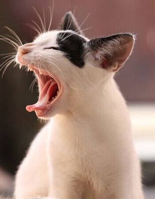 Cat Yawning — Austin, TX — Pet and Bird Clinic Cat Yawning — Austin, TX — Pet and Bird Clinic