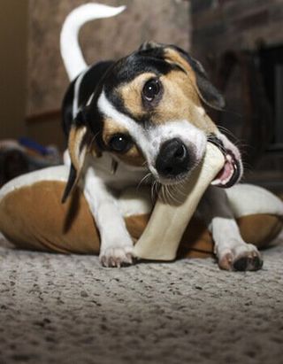 Dog Biting Bone — Austin, TX — Pet and Bird Clinic Dog Biting Bone — Austin, TX — Pet and Bird Clinic