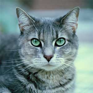 Grey Cat — Austin, TX — Pet and Bird Clinic Grey Cat — Austin, TX — Pet and Bird Clinic