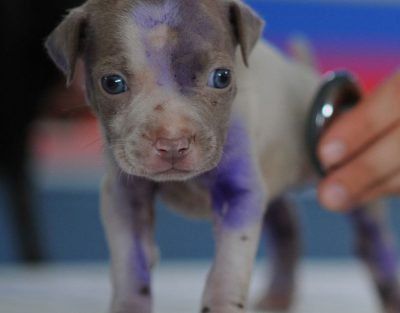 Checking Up the Puppy — Austin, TX — Pet and Bird Clinic Checking Up the Puppy — Austin, TX — Pet and Bird Clinic