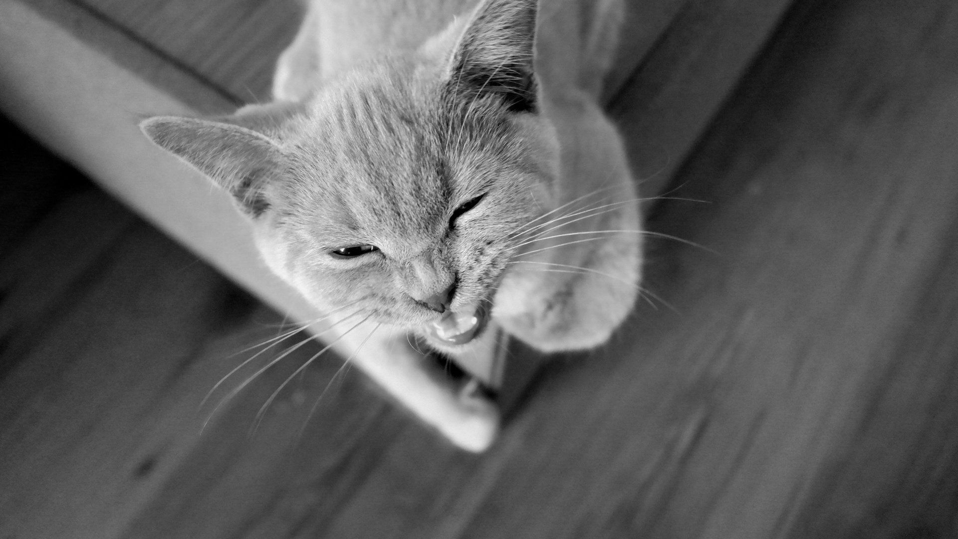 Lonely Cat — Austin, TX — Pet and Bird Clinic