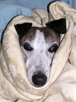 Sick Dog — Austin, TX — Pet and Bird Clinic