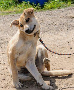 Dog Scratching His Body — Austin, TX — Pet and Bird Clinic