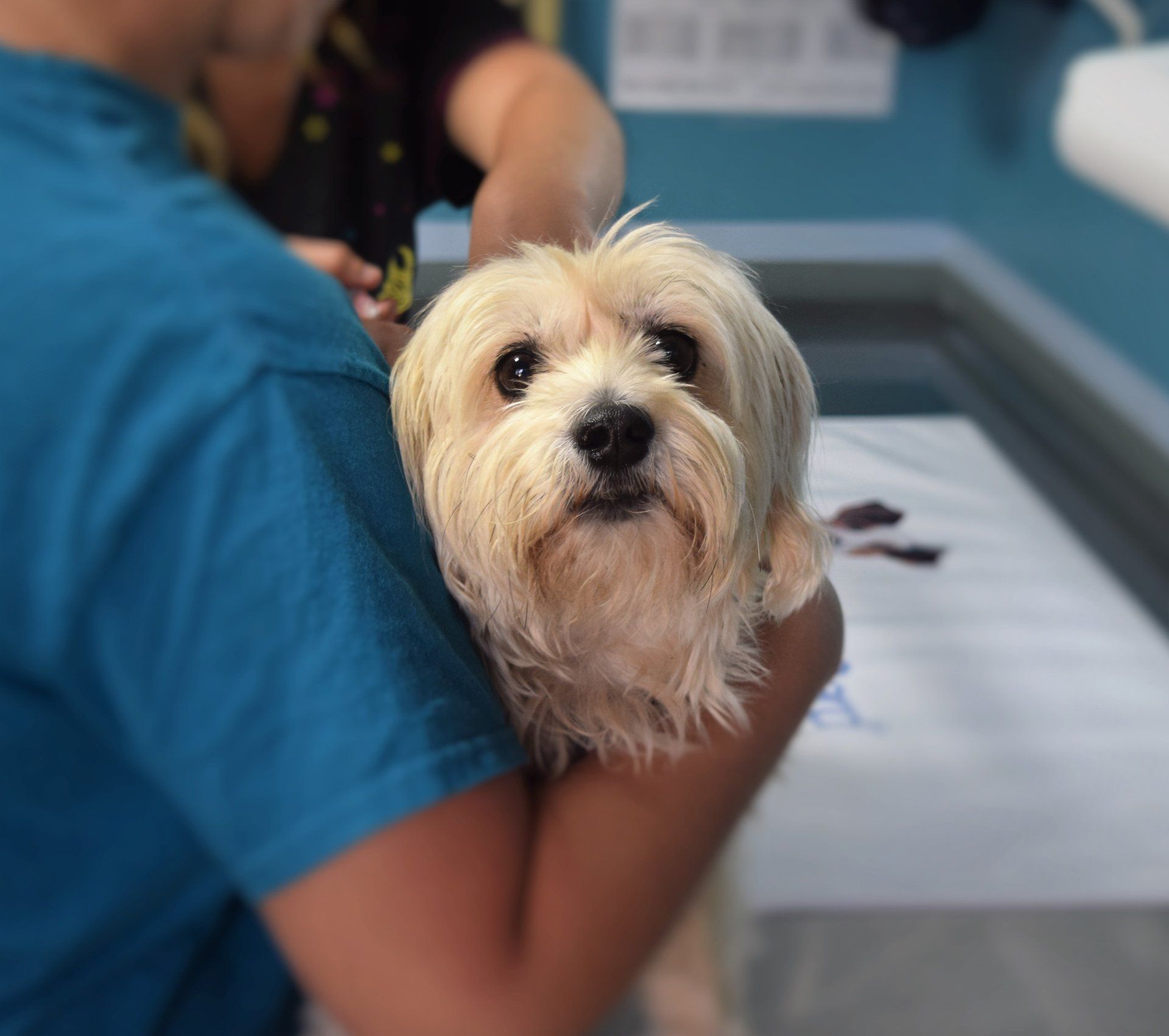 Vet Carrying Little Shih Tzu — Austin, TX — Pet and Bird Clinic