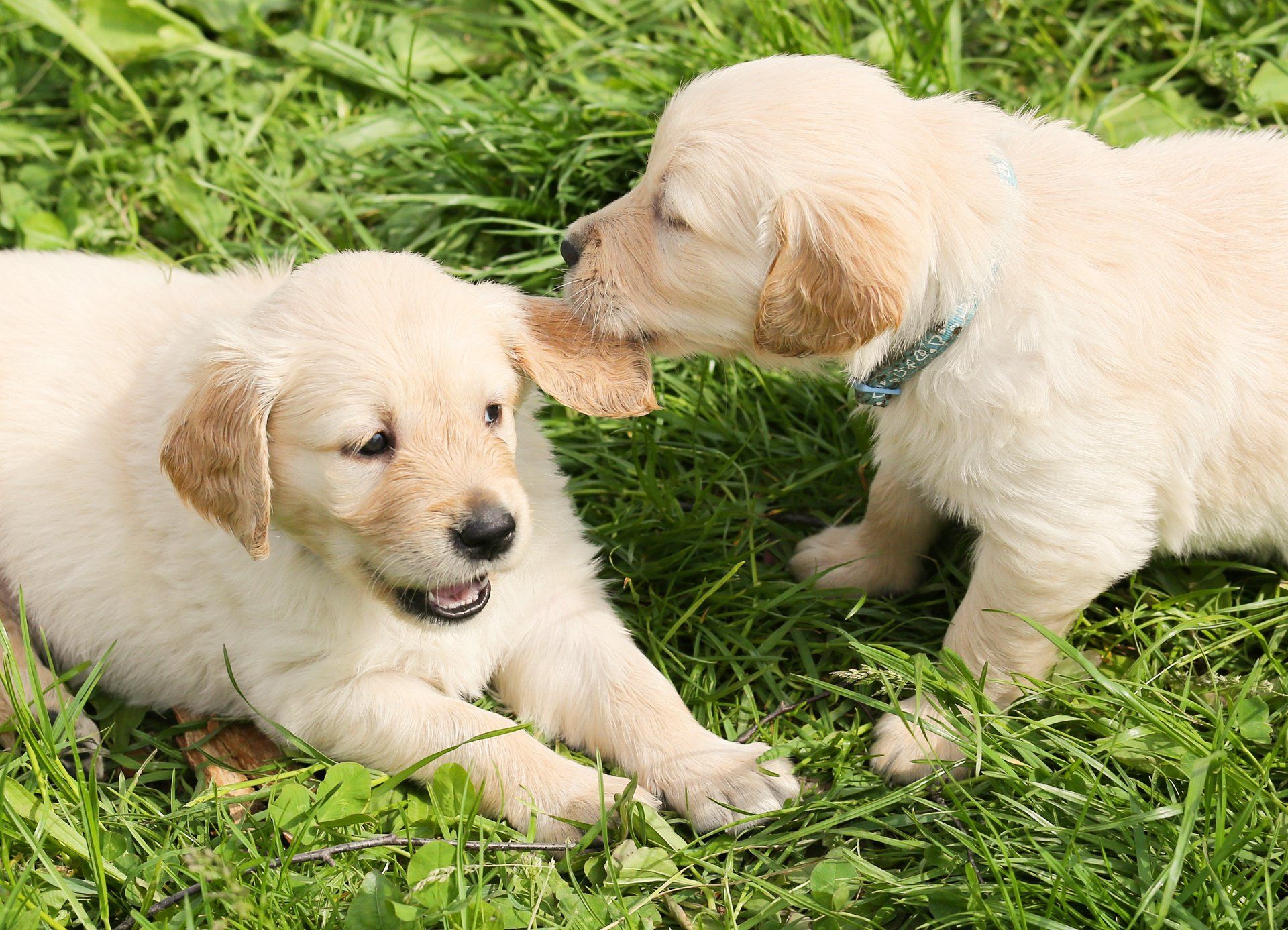 Two Dog Playing on Grass — Austin, TX — Pet and Bird Clinic