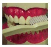 toothbrush Laurel
