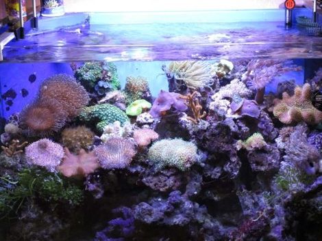 rocce e invertebrati marini