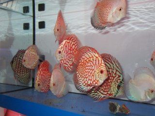 discus