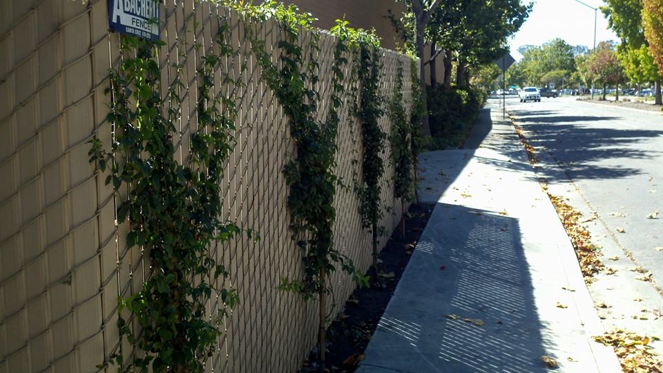 A concrete fence with climbing ivy next to a sidewalk and road on a sunny day.