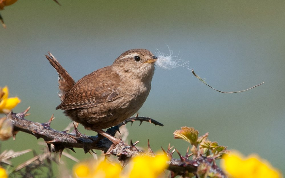 Yellow-browed Warbler
