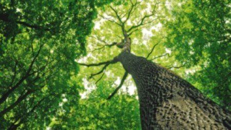Large tree