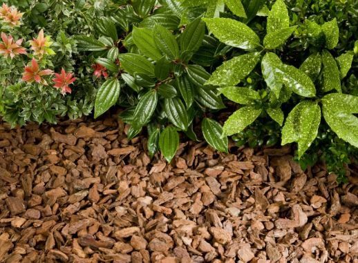 Bark Mulch