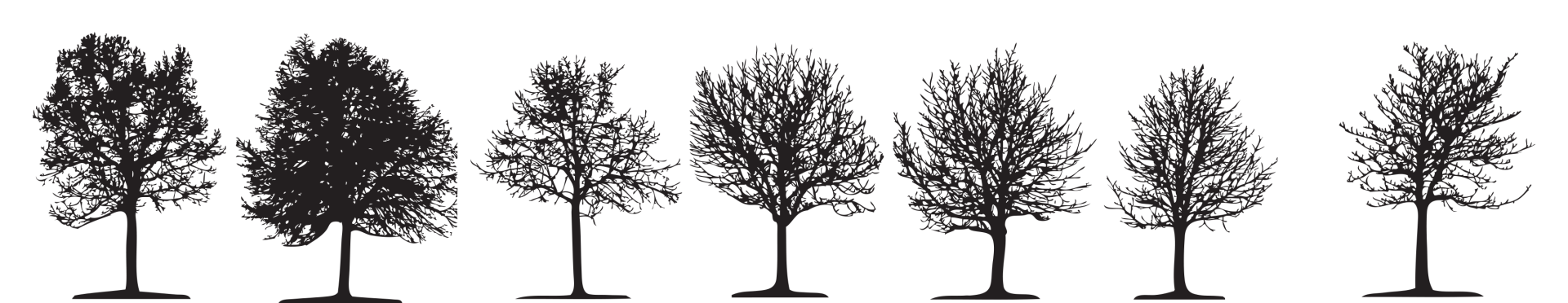 Line of trees