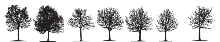Line of trees