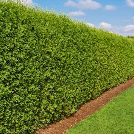 Hedge maintenance image