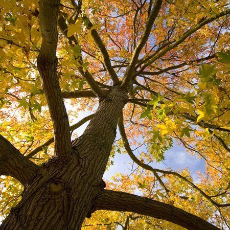 Tree surgery image
