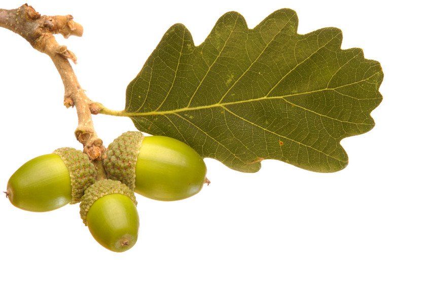 Acorns from an oak tree